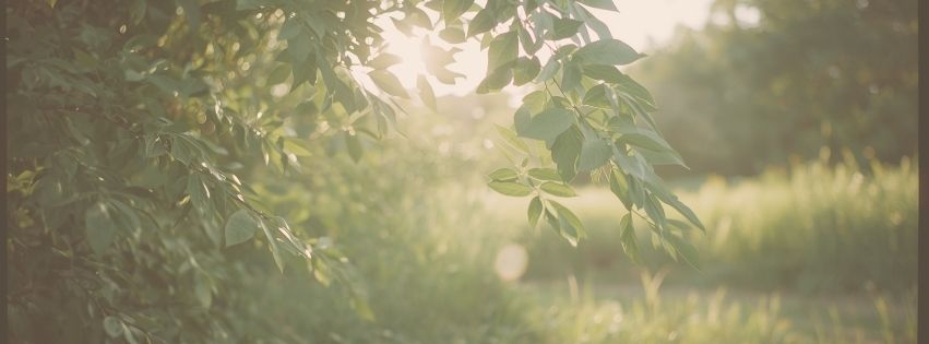 calm green leaves sun fb banner